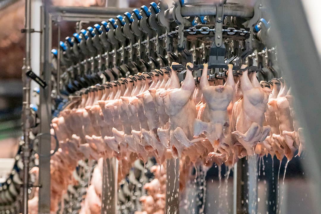 Door corona nam de vraag naar pluimveevlees niet alleen af, maar er was ook een verschuiving, onder andere naar meer conceptkippen met bijvoorbeeld het keurmerk Beter Leven. - Foto: Koos Groenewold