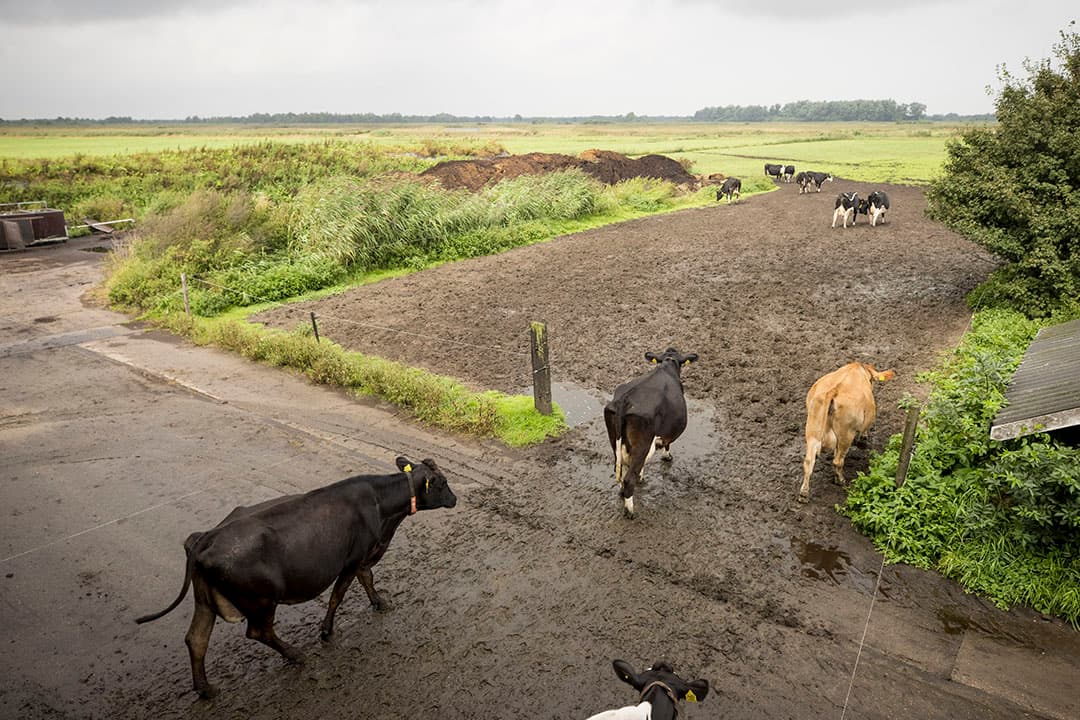 Melkveebedrijf in een Natura2000-gebied. - Foto: Koos Groenewold
