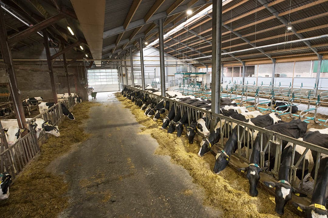 Foto: Koos Groenewold