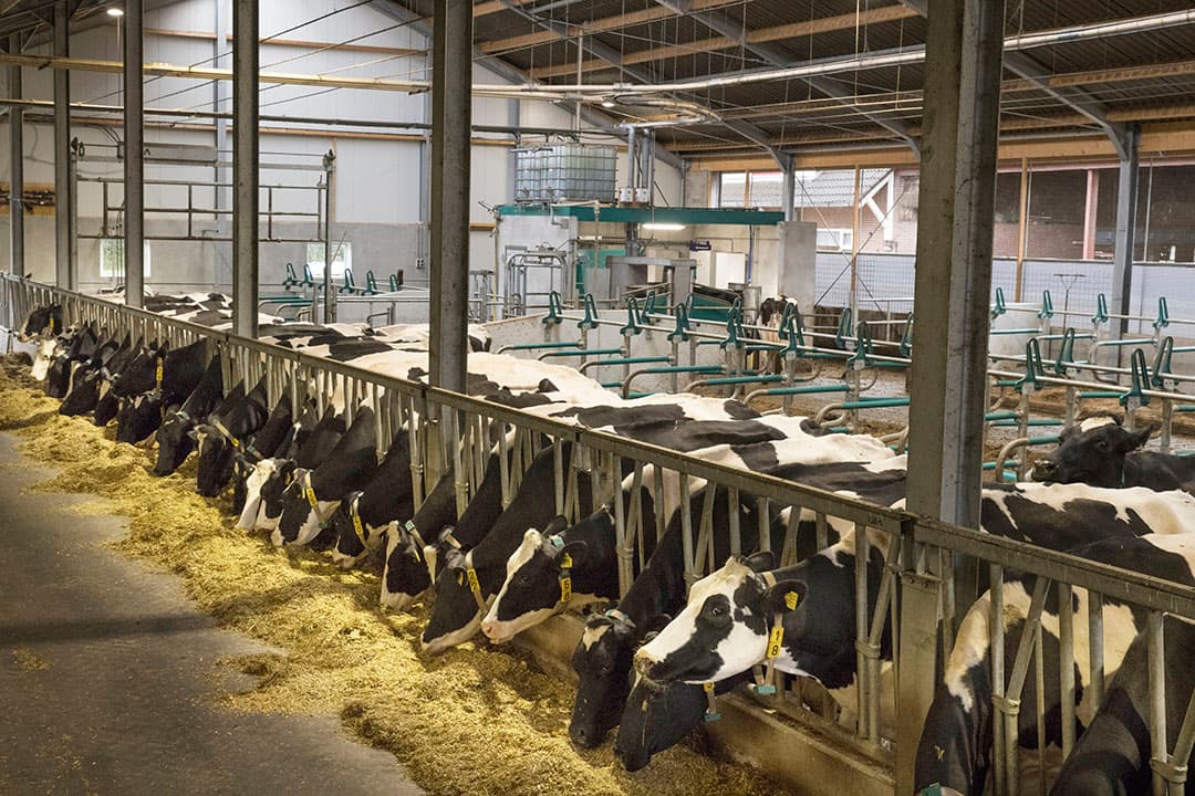 Foto: Koos Groenewold