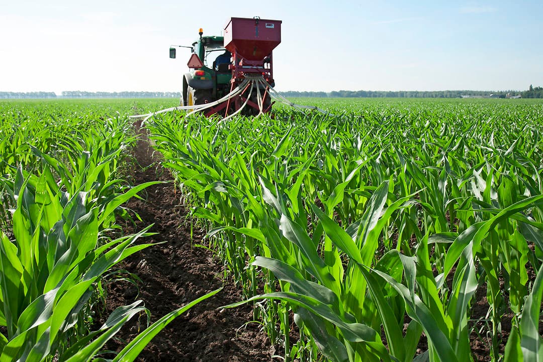 Vanggewas zaaien in mais. Samen met onder andere extensievere bouwplannen draagt dit bij aan robuustere landbouw. - Foto: hans banus