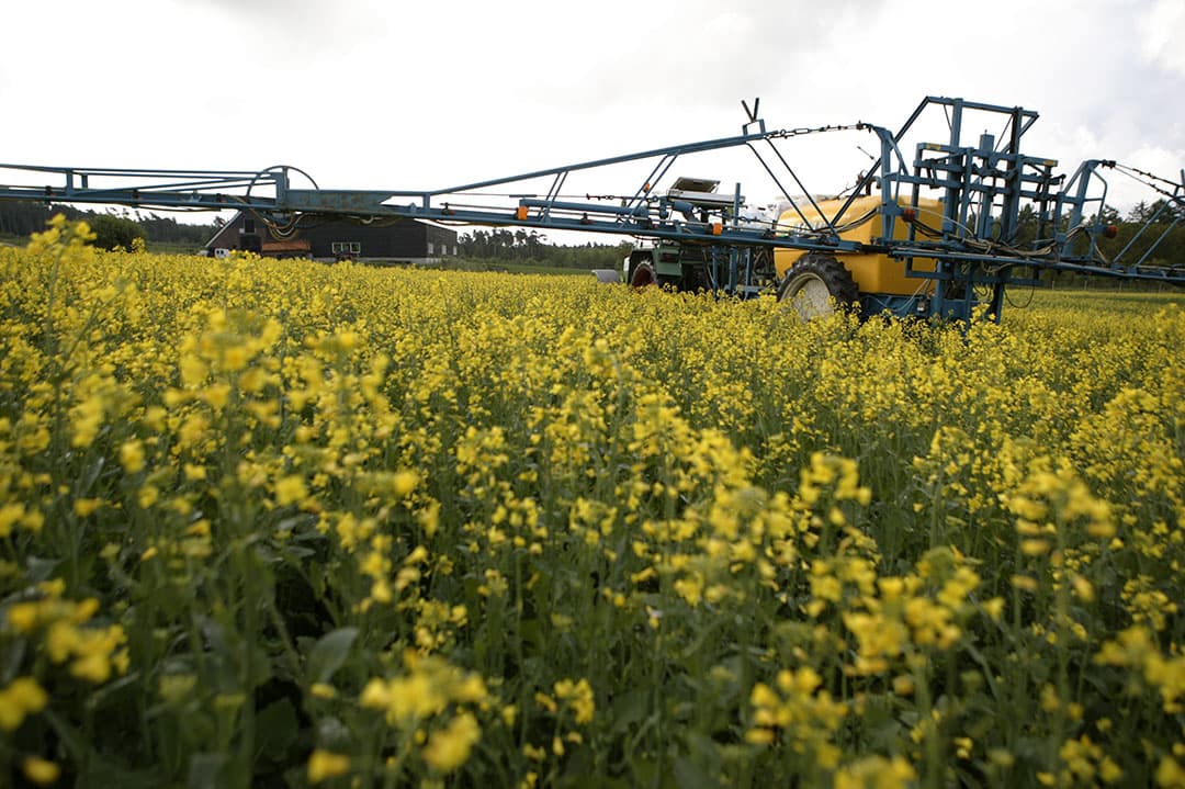 Cypermethrin wordt in granen en koolzaden toegepast. - Foto: Michel Zoeter