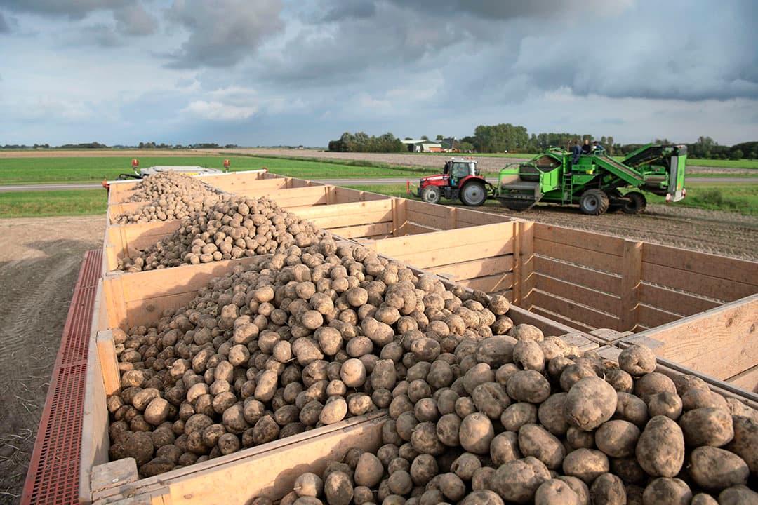 Oogst van pootgoed. De invoering van een nog strengere rotatie, met 1 rustgewas per 3 jaar, zal volgens WecR grote negatieve economische gevolgen hebben voor de akkerbouwsector. Foto: Mark Pasveer