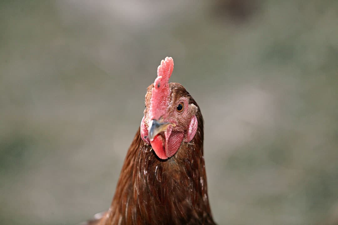 Het coronavirus SARS-CoV-2 kan niet door (pluim)vee of eieren op mensen worden overgedragen, zo blijkt uit Amerikaans onderzoek. - Foto: Henk Riswick
