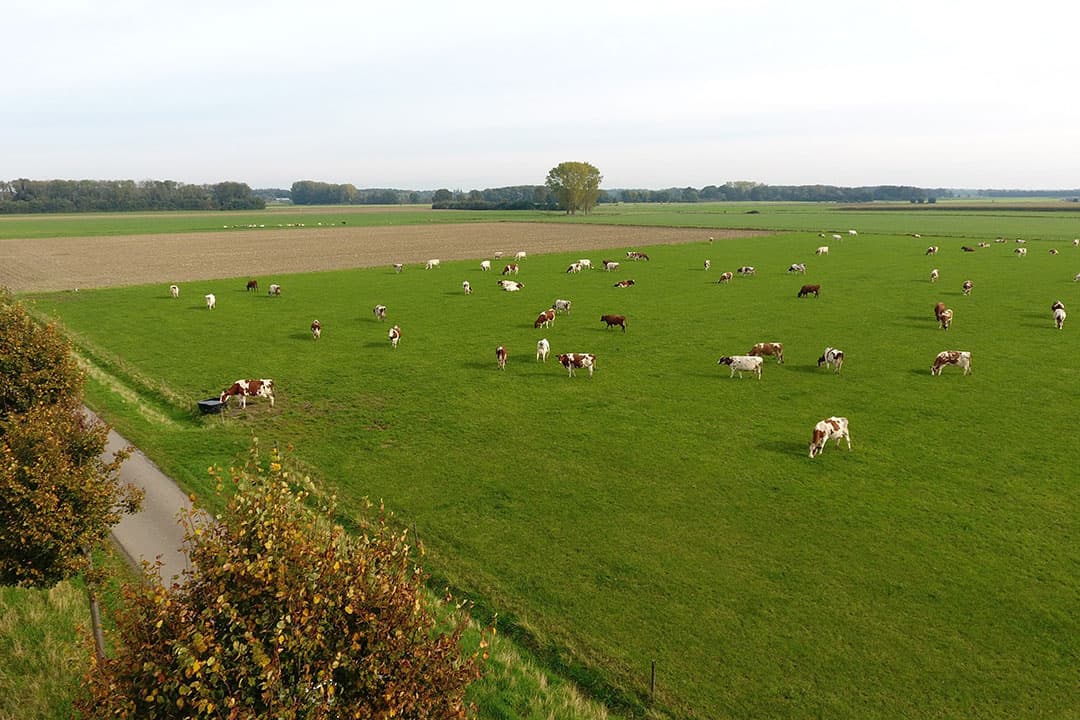 Foto: Henk Riswick