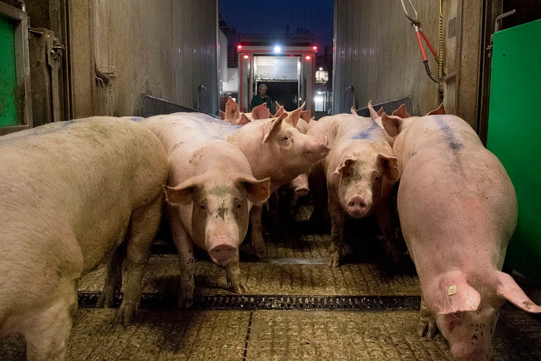 Het varkensaanbod krimpt in Duitsland, maar onvoldoende voor prijsherstel. - Foto: Tönnies Fleisch