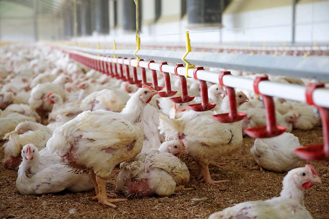 Met een producentenorganisatie kunnen vleeskuikenhouders een sterkere positie in de keten krijgen. - Foto: Hans Prinsen