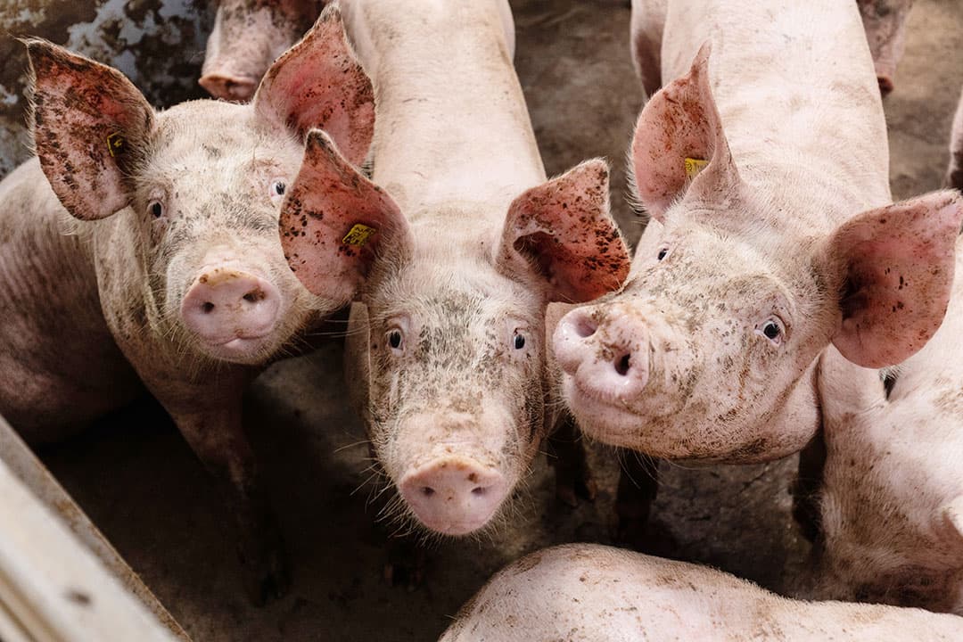 Foto: Herbert Wiggerman