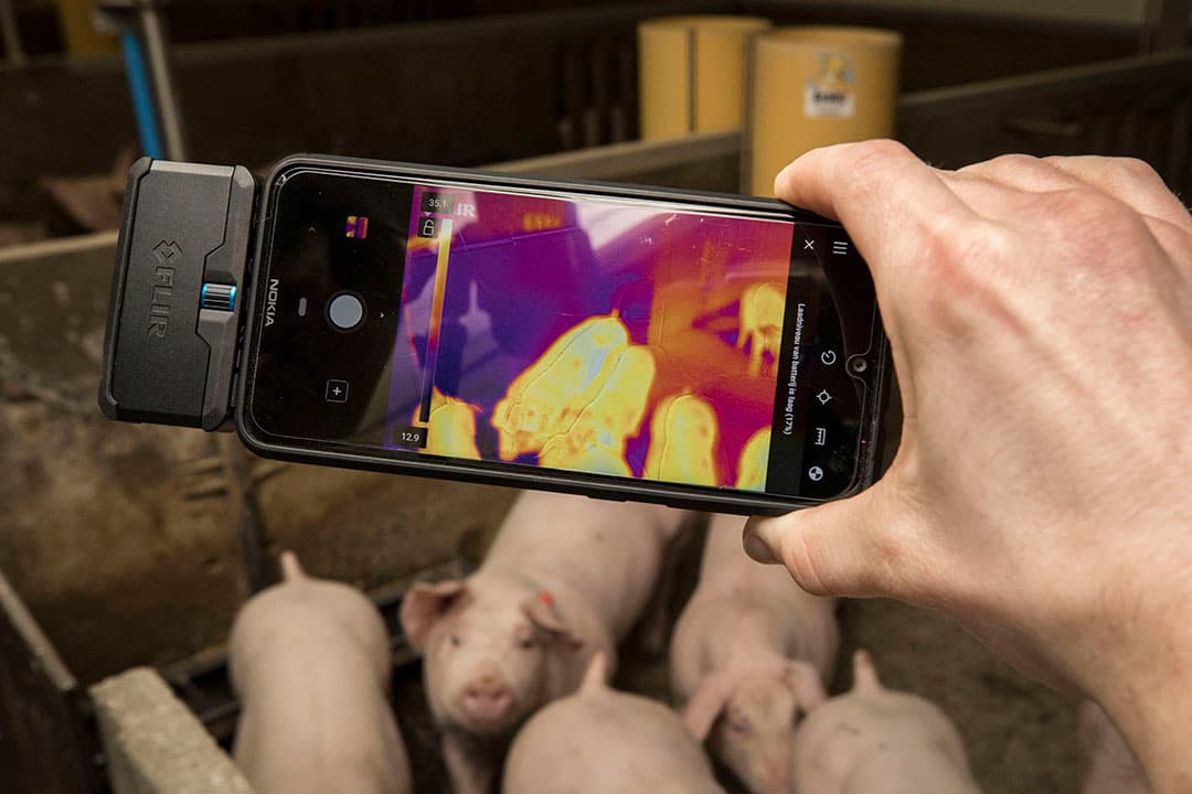 Meten met warmtebeeldcamera in de varkensstal. - Foto: Koos Groenewold