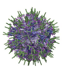 Het immuuncomplex is opgebouwd uit het vaccinvirus, volledig omringd door antilichamen. - Bron: Hipra