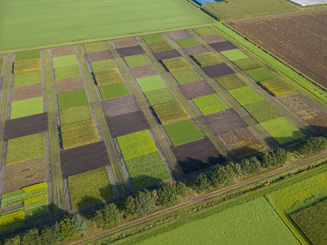 Overzicht van het ‘Akkerbouw op zand’ proefveld in Vredepeel (L.). De stroken met ICM- en referentiesysteem liggen naast elkaar. De veldjes direct naast de houtwal worden voor aanvullend onderzoek gebruikt. - Foto: Bert Jansen
