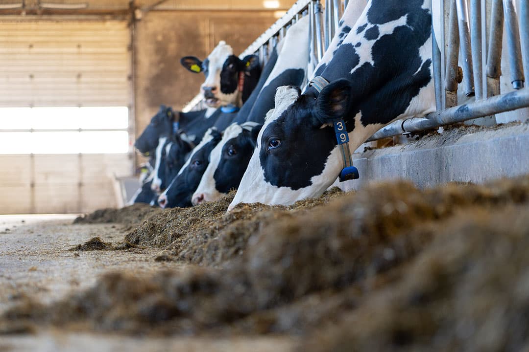 Melkveehouders kochten minder mengvoer, onder andere doordat er voldoende ruwvoer was. - Foto: Jan Willem Schouten