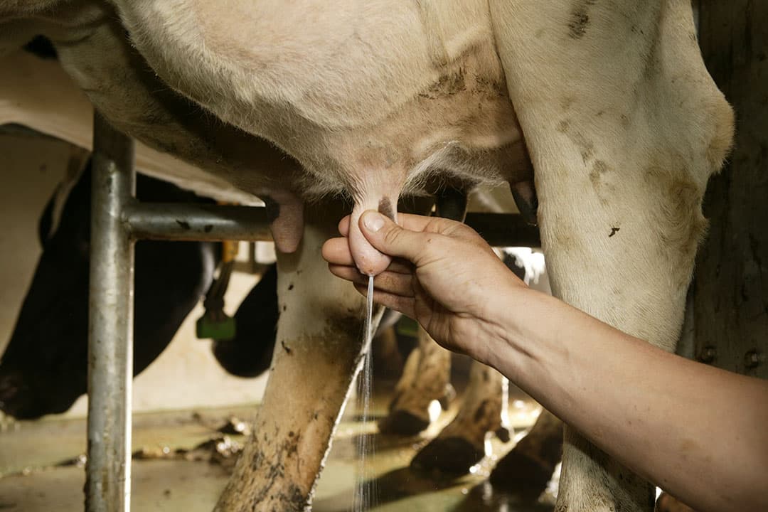 Voorstralen heeft onmiskenbare voordelen, zo stelt het M-team van Universiteit Gent. - Foto: Mark Pasveer