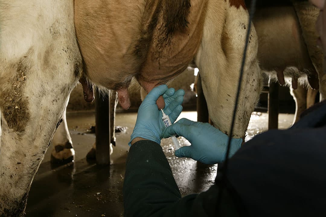 Mastitis kost in de periode van vijf dagen voor de behandeling en 30 dagen daarna rond 100 kilo melk. - Foto: Mark Pasveer