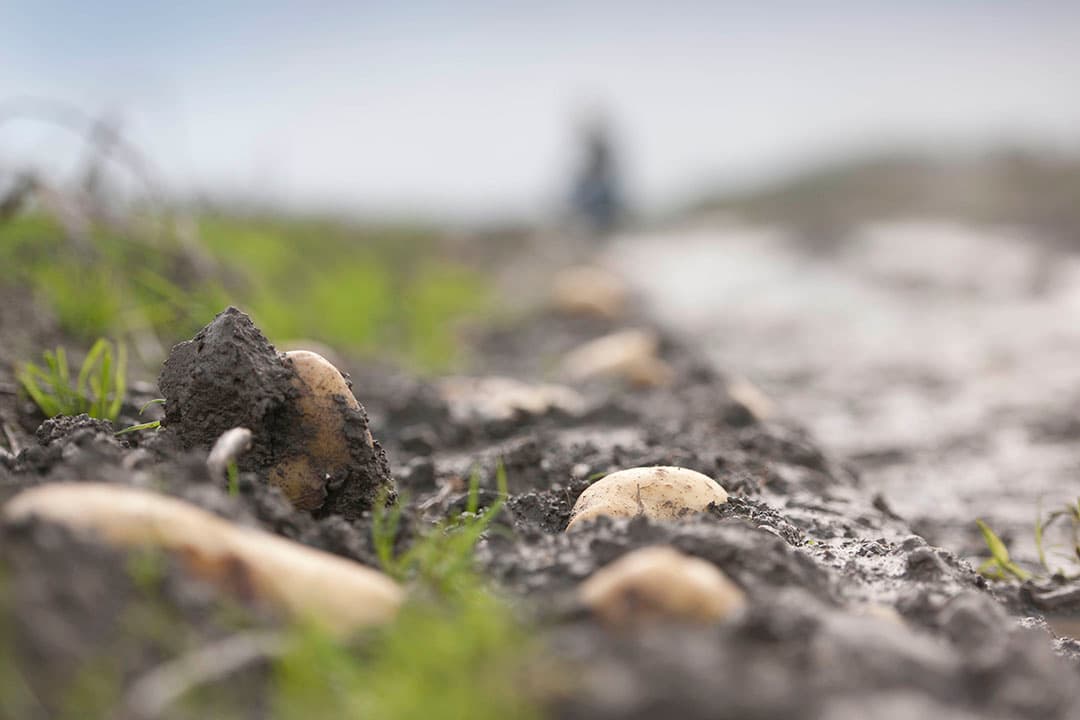 Kletsnat perceel aardappelen in Anna Paulowna na hevige regenval. - Foto: Mark Pasveer