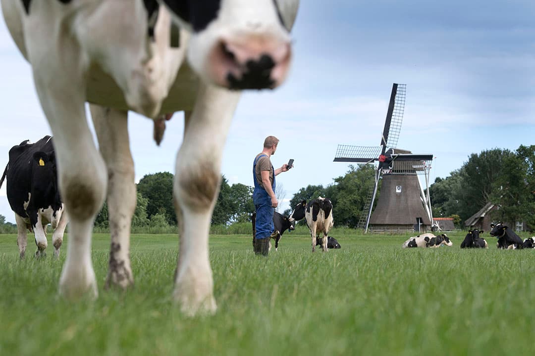 Uit onderzoek van de Volkskrant blijkt dat veehouders hun vertrouwen vooral vestigen op veevoerbedrijven, melkfabrieken en slachterijen. - Foto: Mark Pasveer