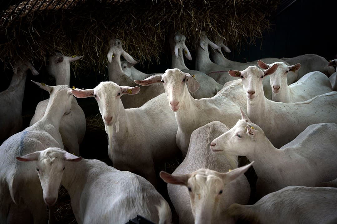 Archiefbeeld van geiten. - Foto: Hans Prinsen