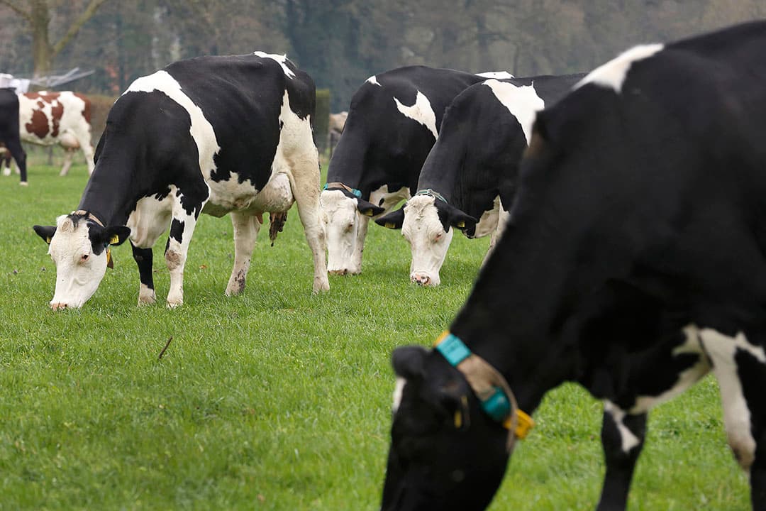 De uitstoot van de landbouw was in 1990 33,1 Mton CO2-equivalent. - Foto: Hans Prinsen