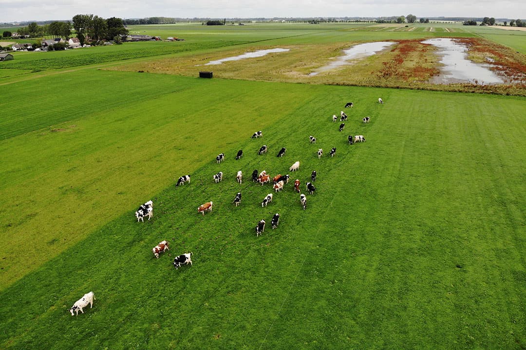 Biodiversiteit is een van de onderdelen die Rabobank gebruikt om de duurzaamheid van bedrijven te meten. - Foto: Hans Prinsen