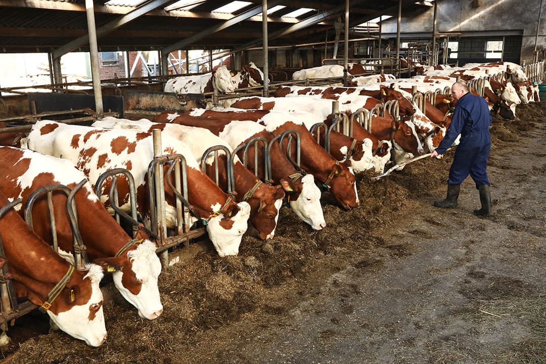 De uiergezondheid van de veestpel verandert niet, maar op papier zal het celgetal per 1 januari 2022 stijgen met circa 12% als gevolg van een nieuwe ijkstandaard. - Foto: Henk Riswick