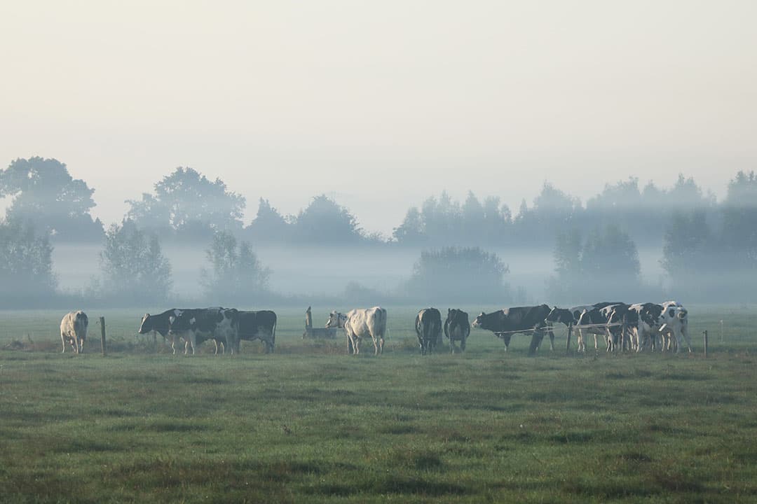 Foto: Henk Riswick