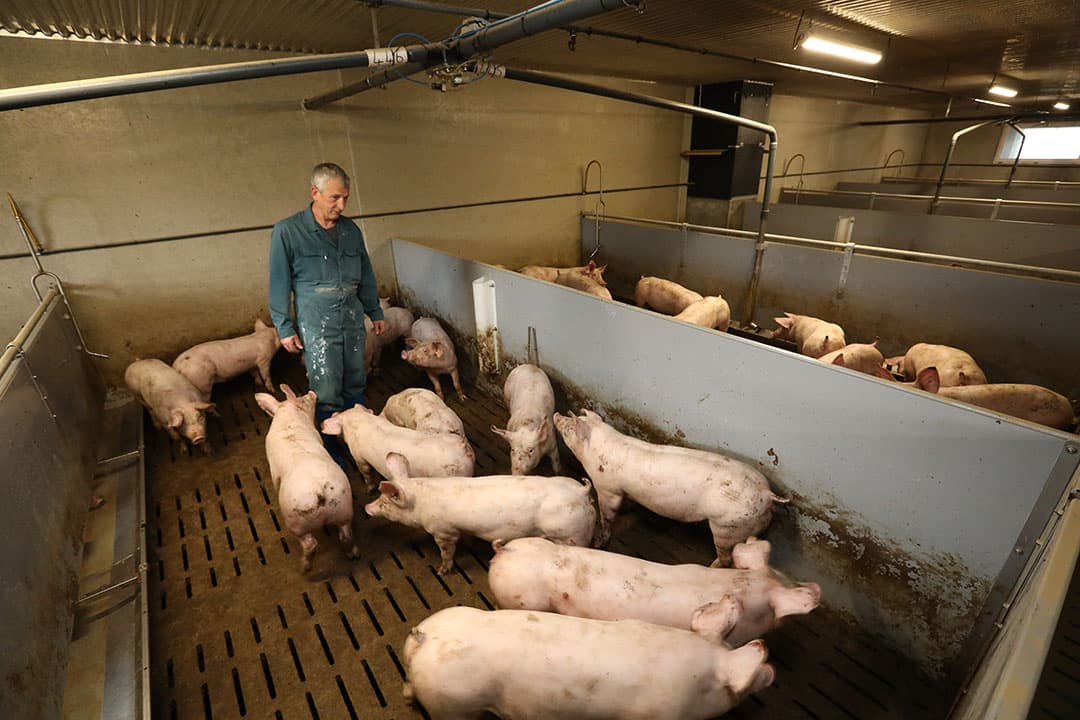 Patrick Talibart loopt met genoegen tussen zijn varkens voor controle en checkt of alles naar behoren werkt. - Foto's: Henk Riswick
