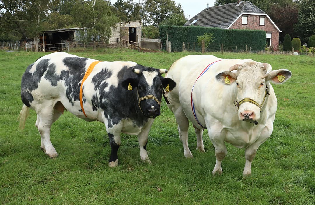 De kampioenskoe Van de Koekendaal Tessa (v. Hazard) en dochter Margo (links) van Hein en Ans Steenbreker in Doetinchem. De jury in Geffen prees het beenwerk en het lopen van deze Belgisch Witblauwe fokdieren. - Foto: Henk Riswick