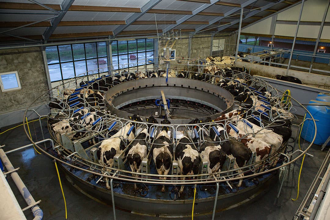 Pas vanaf voorjaar 2022 is melkstroomgestuurd melken in de Benelux beschikbaar en dan nog eerst alleen in draaimelkstallen. - Foto: Peter Roek