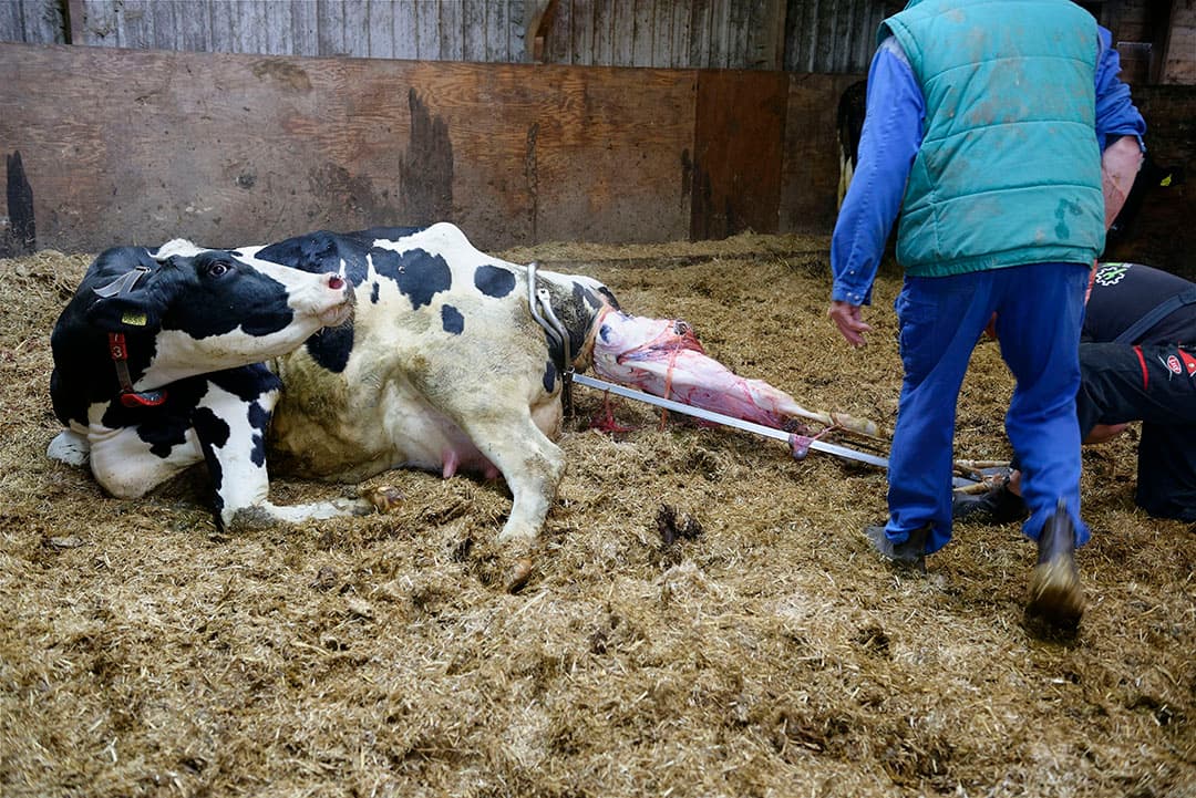 Als je vaarzen bewust lang doormelkt, dan lijkt de gedachte om elk jaar een kalf te krijgen en dus een kortere tussenkalftijd te halen achterhaald. Het verlengen van de vrijwillige wachttijd na afkalven tot inseminatie van 50 naar 125 of zelfs 200 dagen zorgde voor een gelijke melkproductie voor de vaarzen. - Foto: Lex Salverda