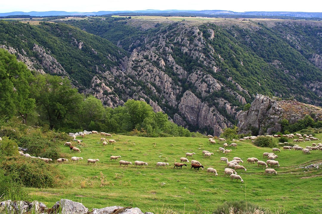In bergachtige gebieden slaan wolven soms dagelijks toe onder roedels schapen. - Foto: Canva