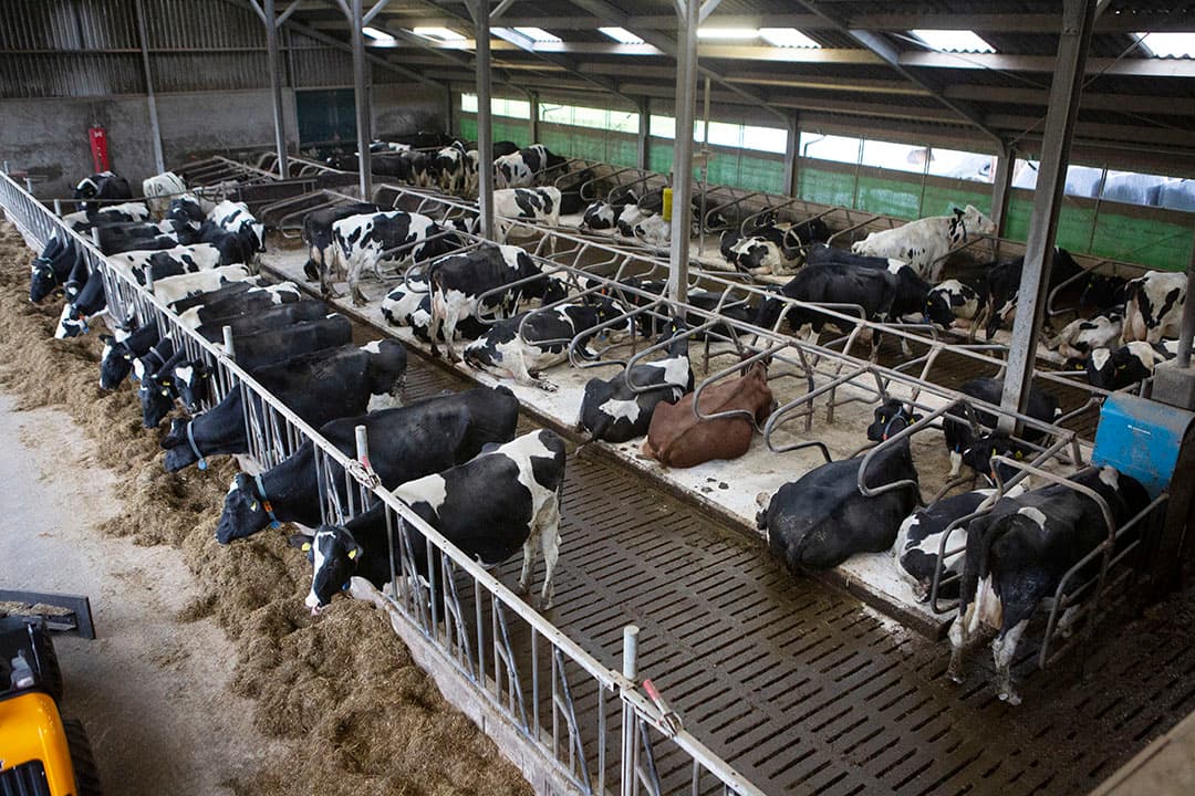 Bedrijven met een hoge levenduur van de koeien hebben vaak ondanks een hoger tankcelgetal toch een goede uiergezondheid. - Foto: Ton Kastermans