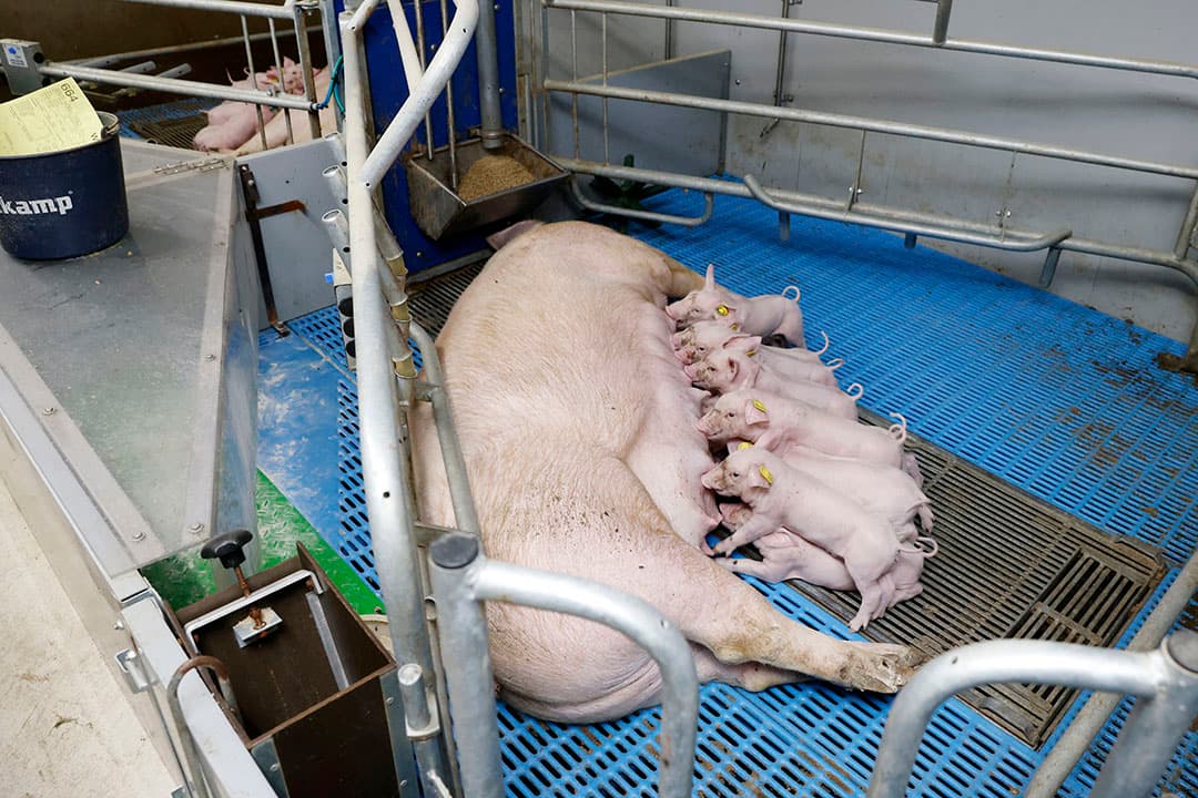 Vrijloopkraamhokken worden de norm. Over het oppervlak is nog veel onduidelijk, maar beknibbel niet op ruimte voor zeug en big. - Foto: Studio Kastermans