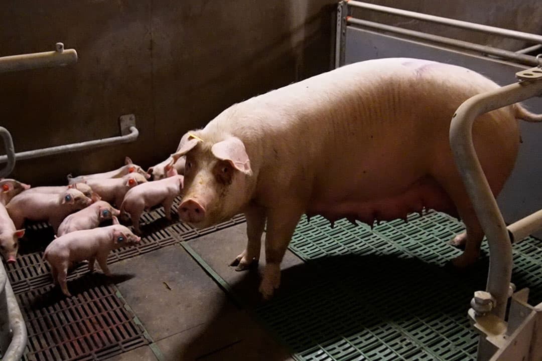 Foto: Boerderij