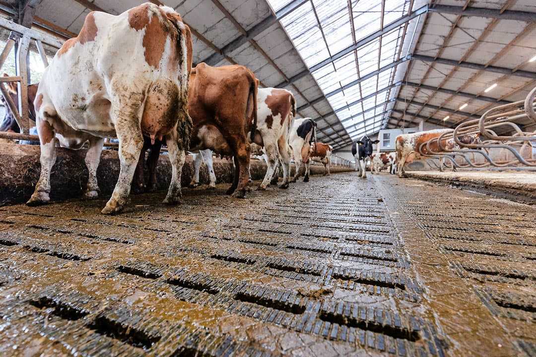 Een emissiearme vloer in een melkveestal. Rechtbanken zien twijfel over de vraag of dergelijke emissiearme systemen in de praktijk wel dezelfde ammoniakemissiereductie behalen als waarvoor zij op papier staan. - Foto: Herbert Wiggerman