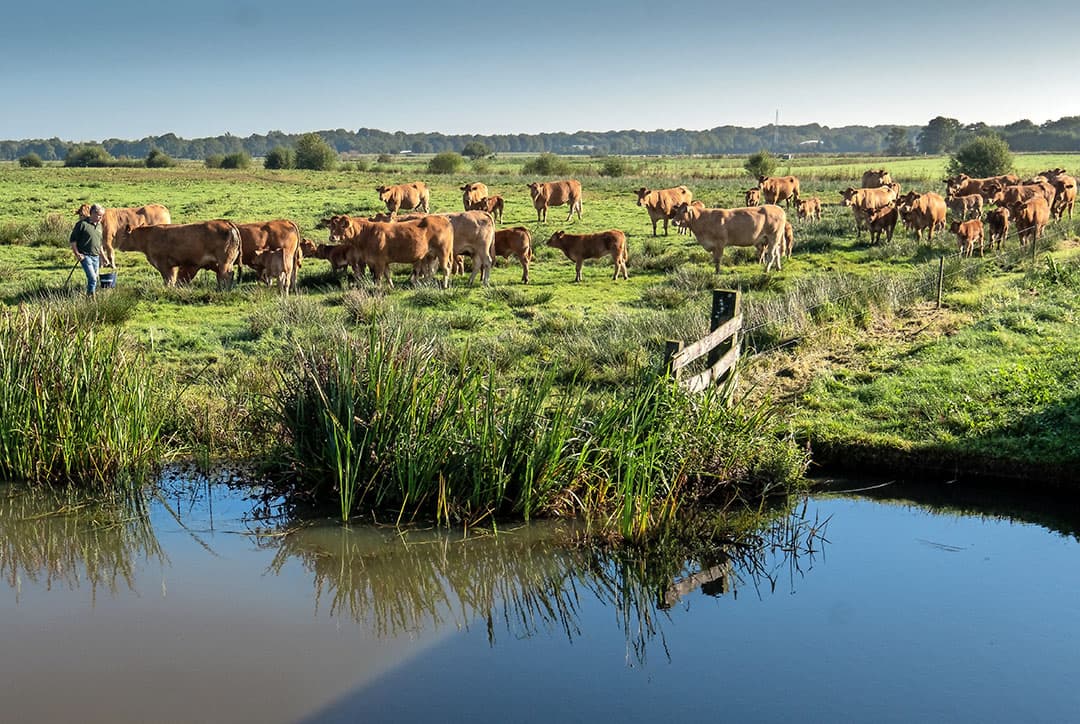 De Limousin-kudde van Sytze van der Goot liep ook eind september nog buiten in natuurgebied de Onlanden. Dit gebied is 1.500 hectare groot en de zoogkoeienhouder pacht er in totaal 600 hectare land. - Foto's: Jan Willem van Vliet