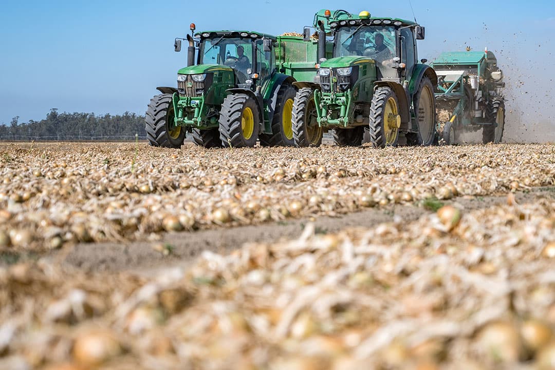 Door te zorgen dat de uien meer uniform en rond zijn, kunnen ze makkelijker machinaal worden geoogst en gesorteerd. - Foto: Hazera
