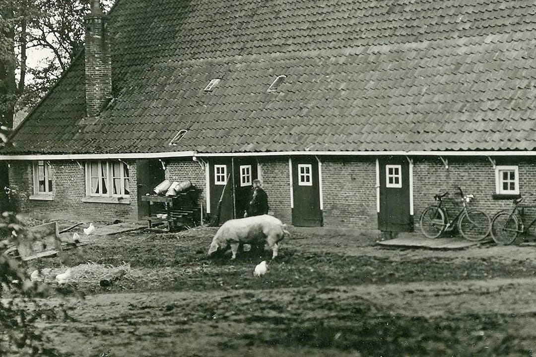 Vroeger hadden boeren vaak wel een paar zeugen waarvan ze de biggen zelf afmestten, maar een dekbeer had niet iedereen. Daarvoor ging men met de zeug op stap naar iemand die wel zo’n beer had. Van gerichte fokkerij was nog nauwelijks sprake, als er maar biggen kwamen. - Foto: Misset