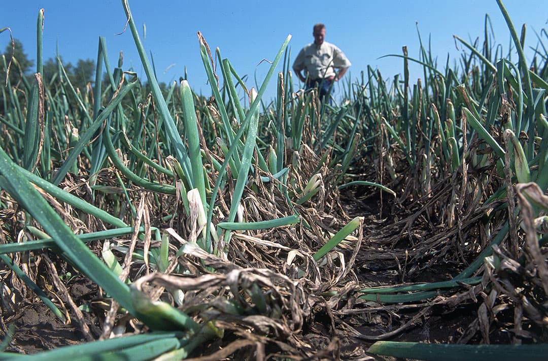 Uien met valse meeldauw in Zuidwest-Nederland. Na drie jaren met droge zomers stak de schimmel dit jaar vroeg de kop op. Ook voor seizoen 2022 is de wat verslapte scherpte van de teler weer nodig. - Foto: Mark Pasveer