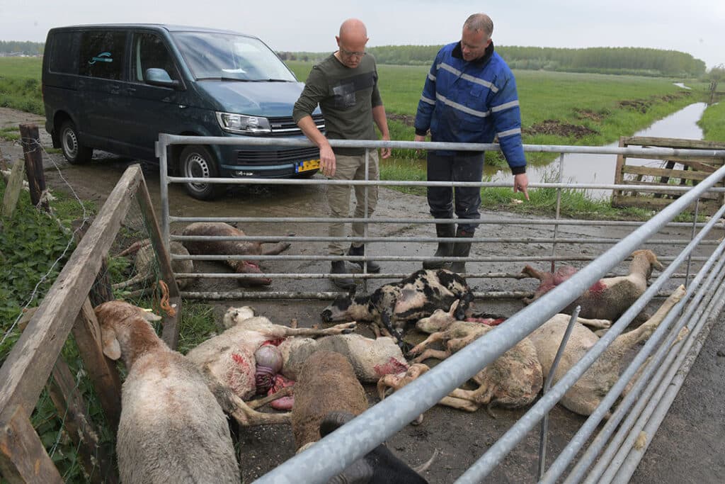 Door wolf gedode schapen in Culemborg, voorjaar 2020. - Foto: ANP