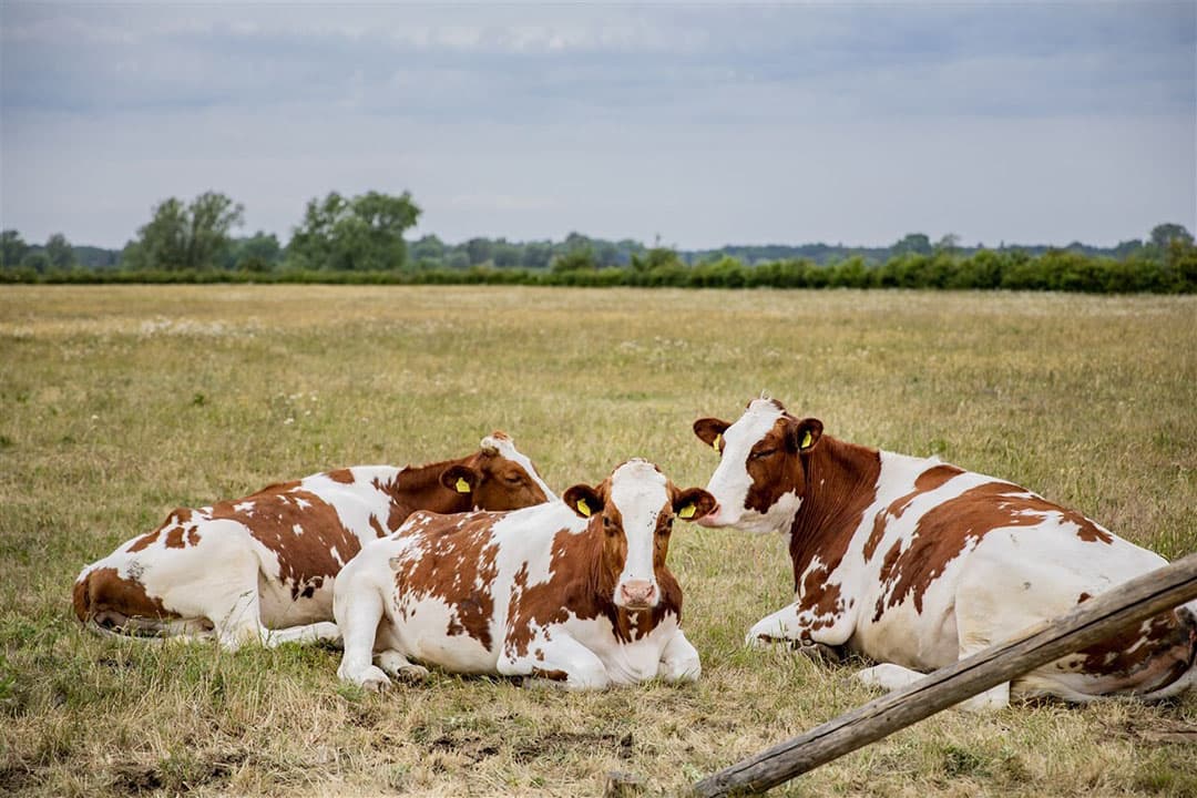 Koeien in de uiterwaarden langs de IJssel, een Natura2000-gebied. - Foto: ANP