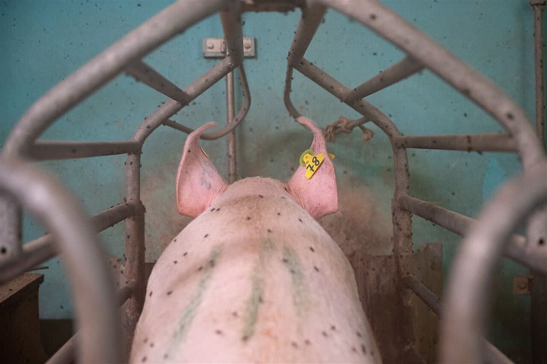 Een van de laatste overgebleven zeugen op een Duits varkensbedrijf in Marbach am Neckar, in Baden-Württemberg, dat besloten heeft dit jaar te stoppen. - Foto: ANP