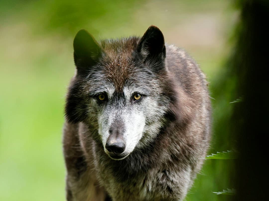 Timber wolf, American wolf (Canis lupus occidentalis) animal portrait, Germany. - Foto: ANP/Wittek