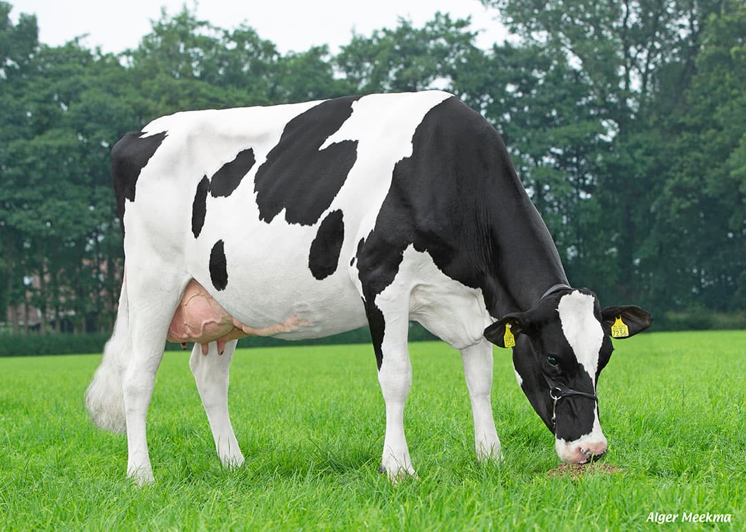 7236 (VG 85, Magister x Atlantic) van familie Westerhof uit Dalfsen is de moeder van Fleurop, met een LW van 121 als vaars. - Foto: Alger Meekma