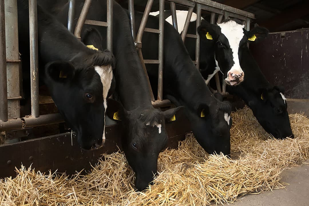 De afkapwaarden om koeien droog te mogen zetten met antibiotica blijven ongewijzigd. - Foto: Ronald Hissink
