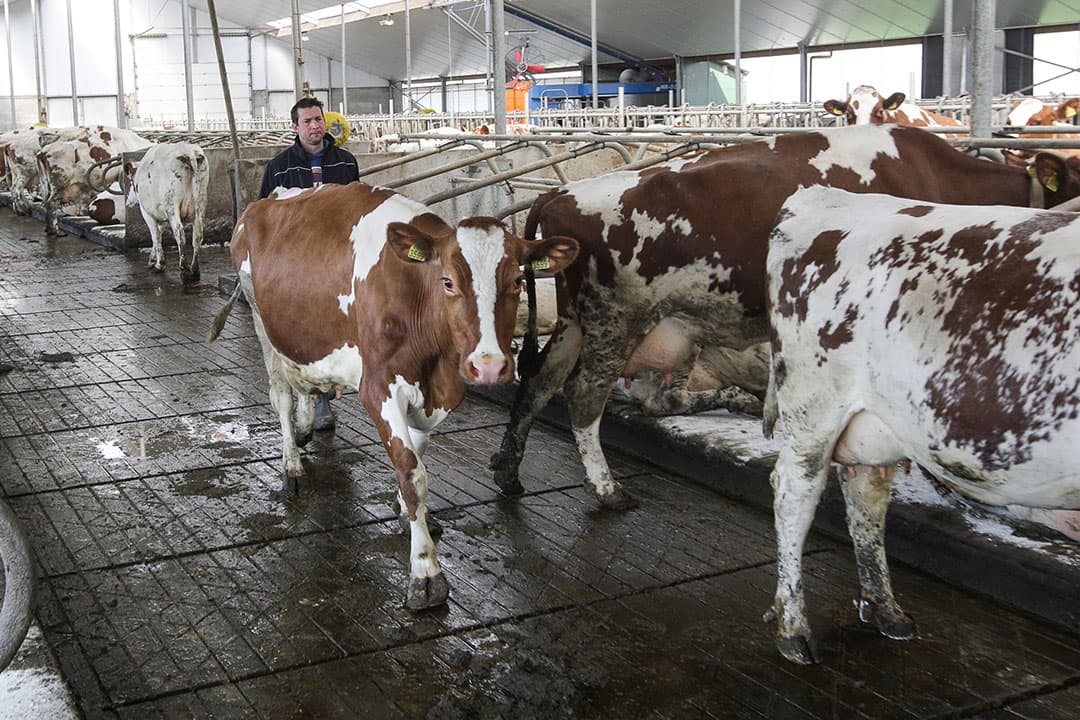 'Eerder haalde de Rechtbank Noord-Nederland de emissiearme stalvloeren onderuit, nu hebben zowel de Rechtbank Overijssel als de Rechtbank Midden-Nederland die emissiefactoren voor luchtwassers niet langer erkend.' - Foto: Ronald Hissink
