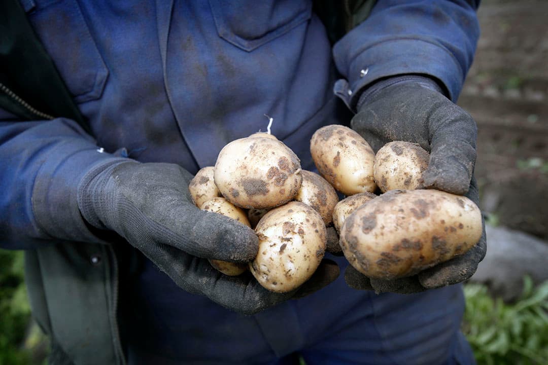 Proefrooiing van aardappelen. - Foto: Roel Dijkstra