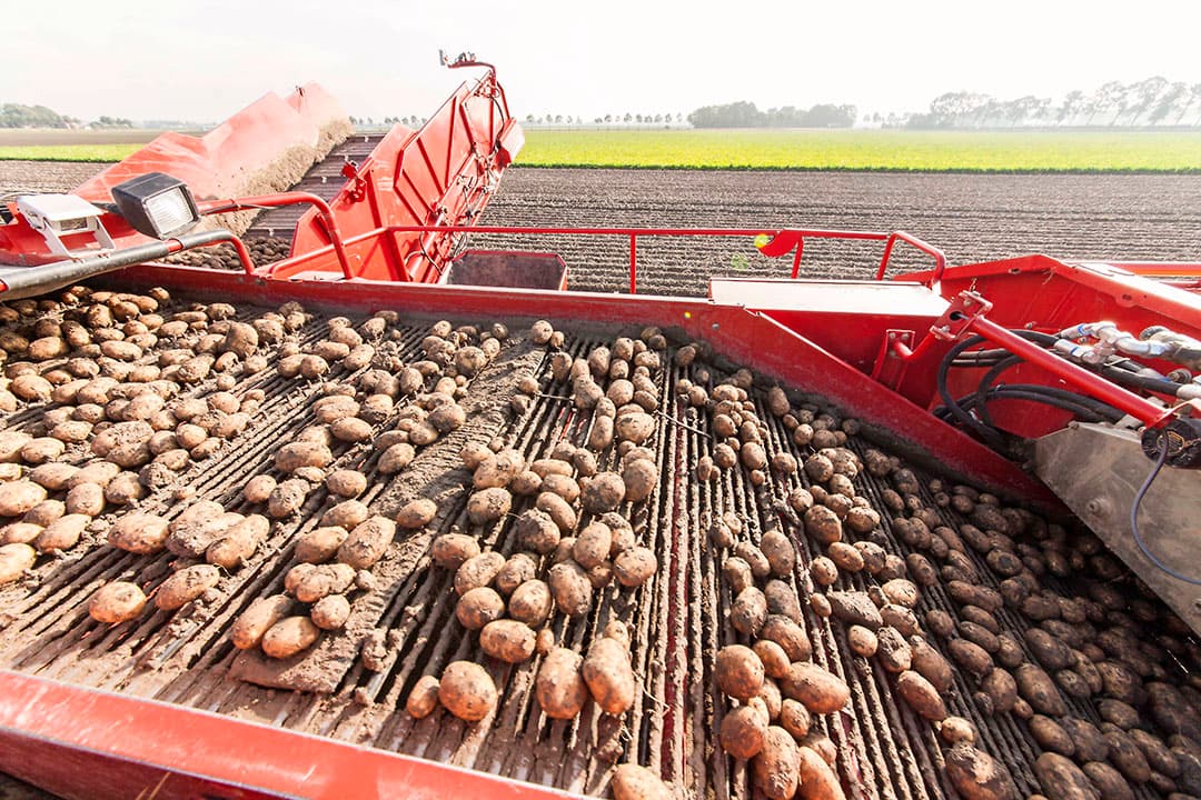Rooien van pootgoed in Flevoland. Jaarlijks ging er zo’n 15.000 tot 20.000 ton Nederlands pootgoed naar het VK. - Foto: Koos Groenewold