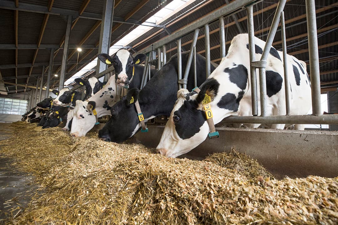 Foto: Koos Groenewold