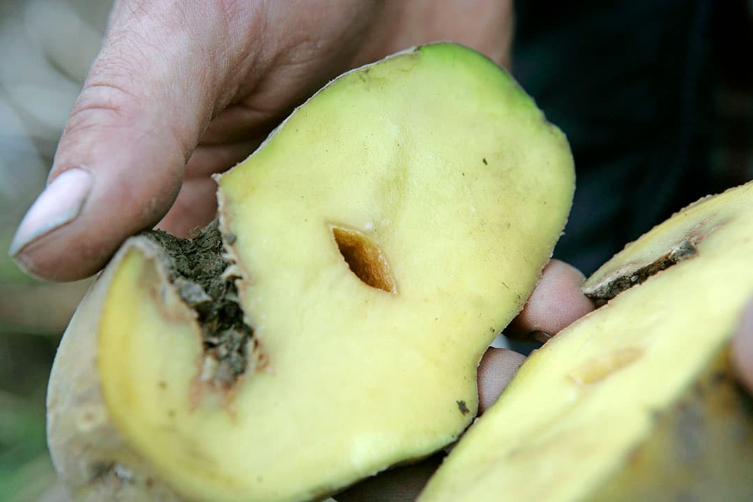 Hol in een Fontane-fritesaardappel. De zorgen zijn groot over het rooien en de kwantitatieve bewaring. - Foto: Jan Willem Schouten