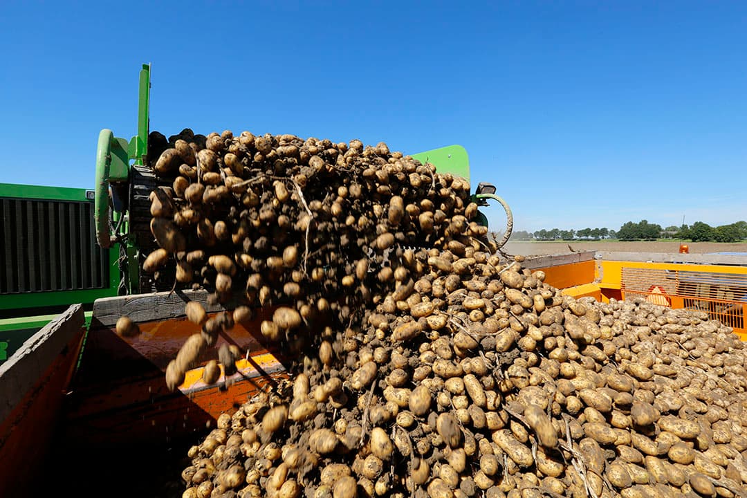 Oogsten van consumptieaardappelen. - Foto: Henk Riswick